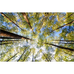 Decorative Light Panels